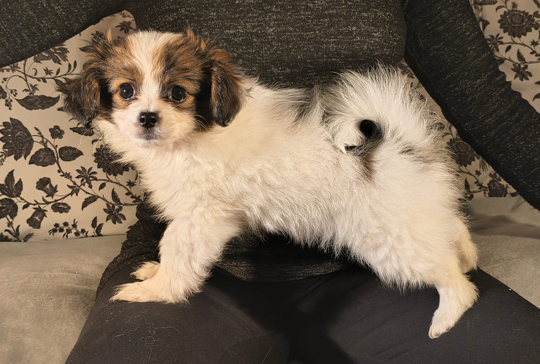 FAVORIA-Abrazo-Alado-FCI-phalene-pl-9-weeks-06