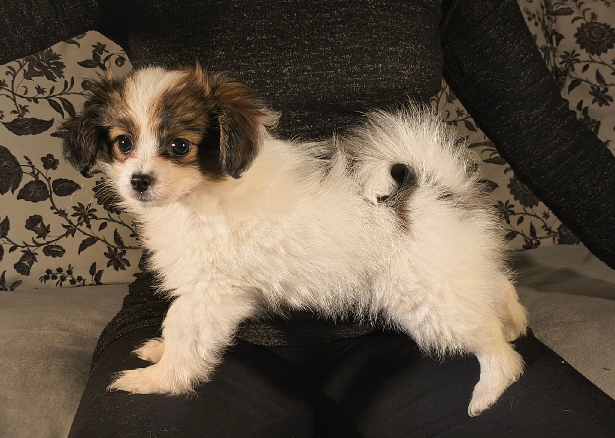 FAVORIA-Abrazo-Alado-FCI-phalene-pl-9-weeks-07