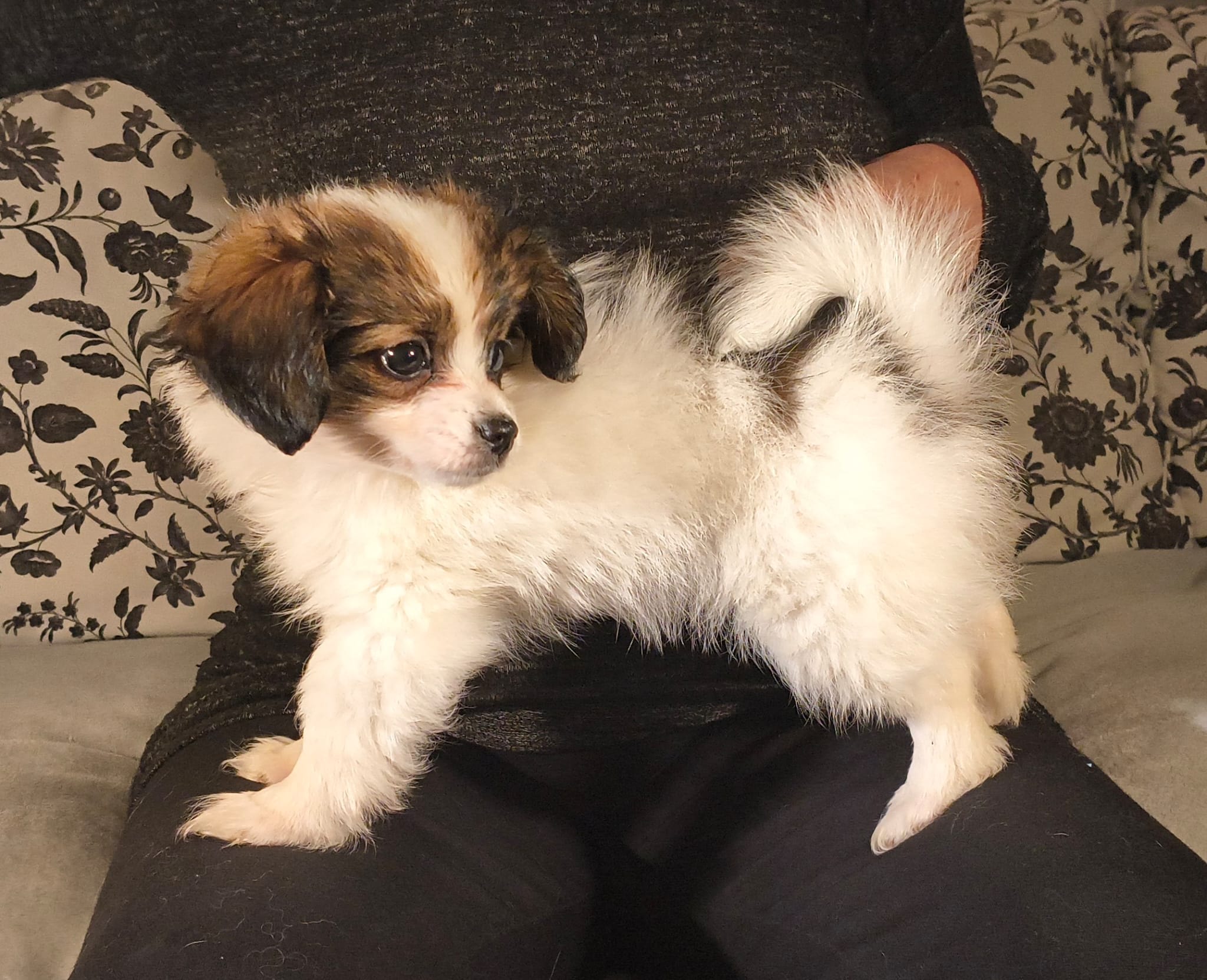 FAVORIA-Abrazo-Alado-FCI-phalene-pl-9-weeks-08