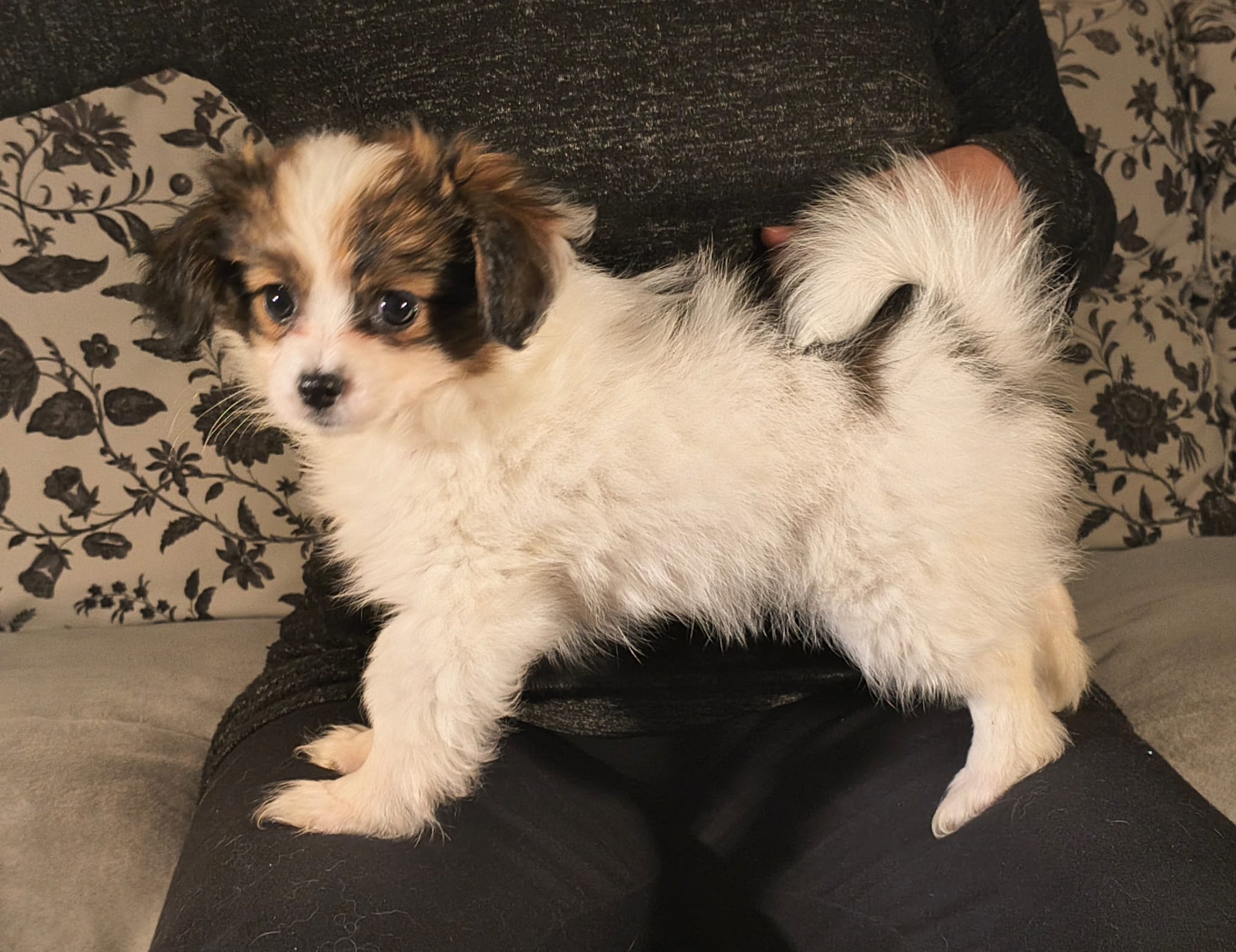 FAVORIA-Abrazo-Alado-FCI-phalene-pl-9-weeks-09