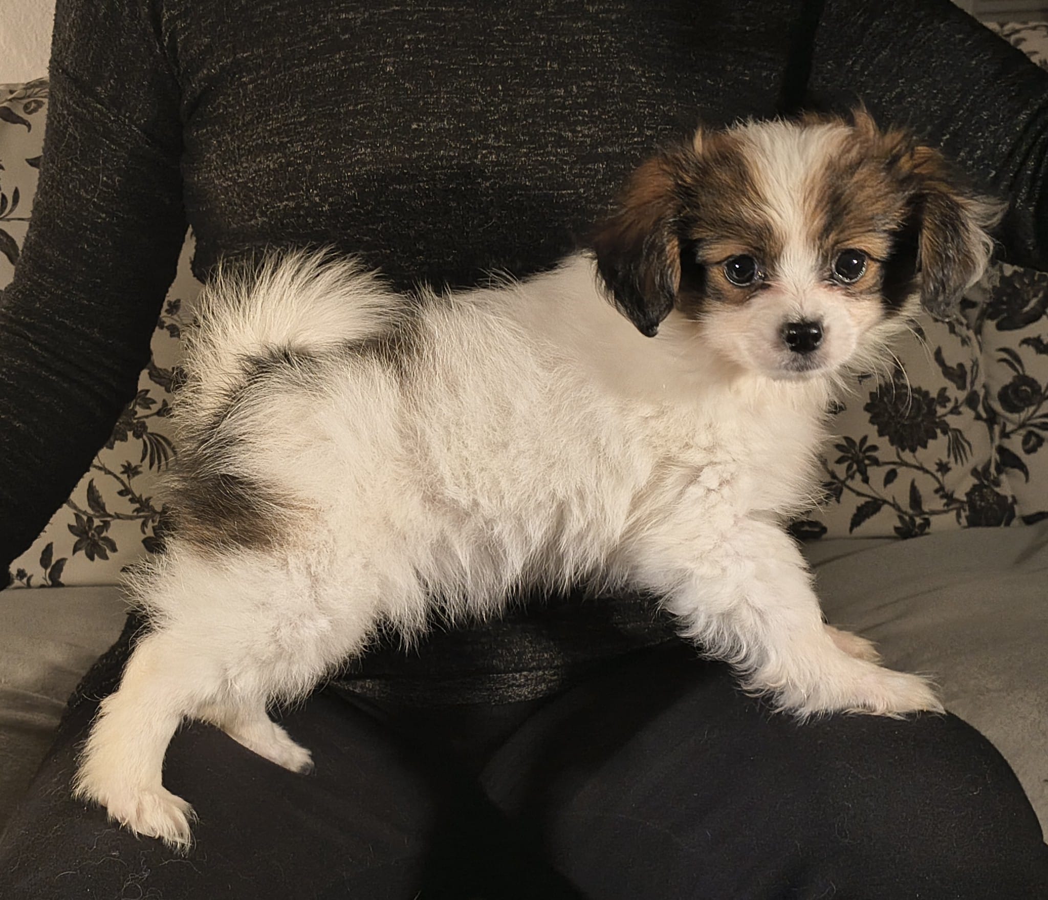 FAVORIA-Abrazo-Alado-FCI-phalene-pl-9-weeks-10