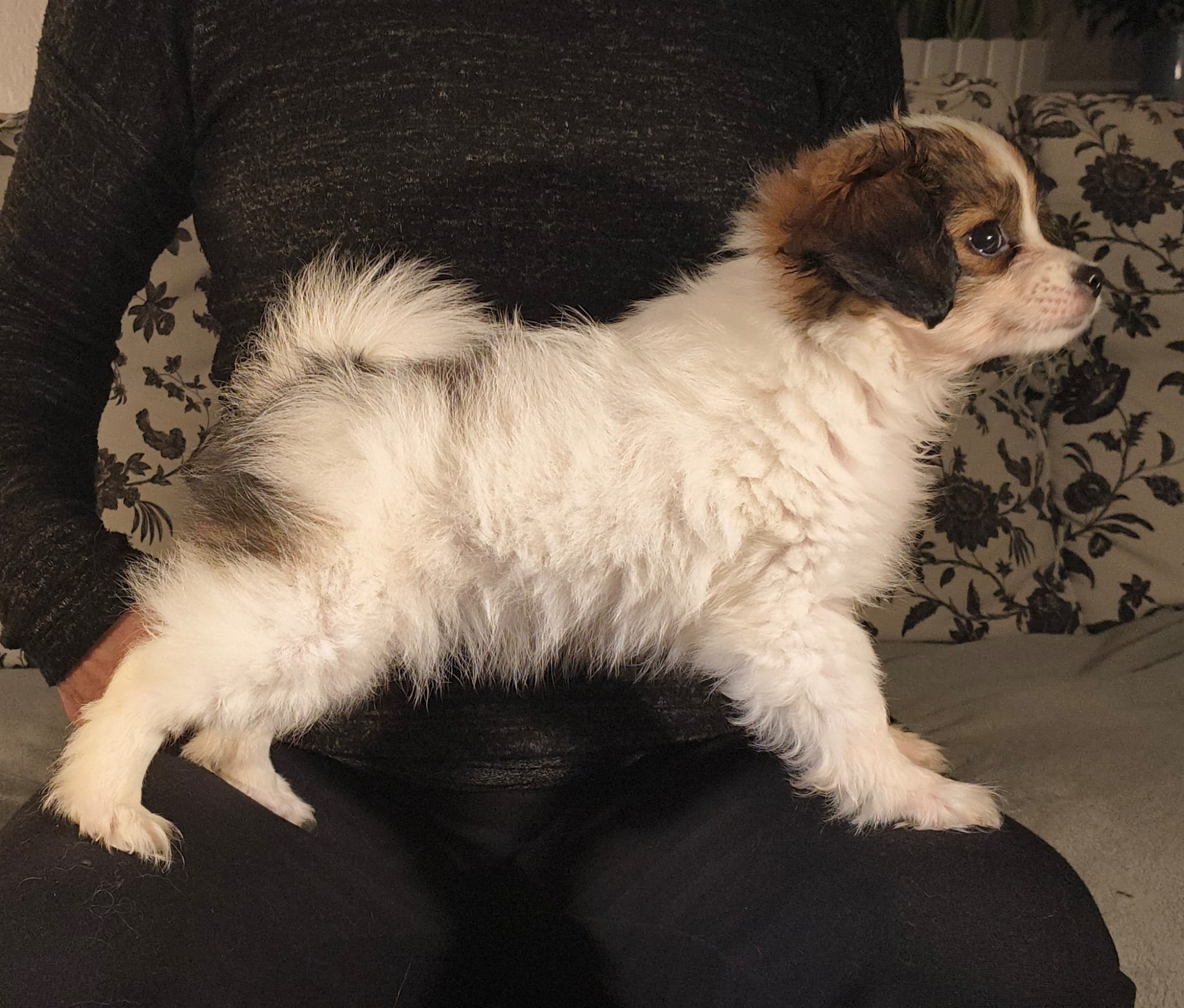 FAVORIA-Abrazo-Alado-FCI-phalene-pl-9-weeks-11