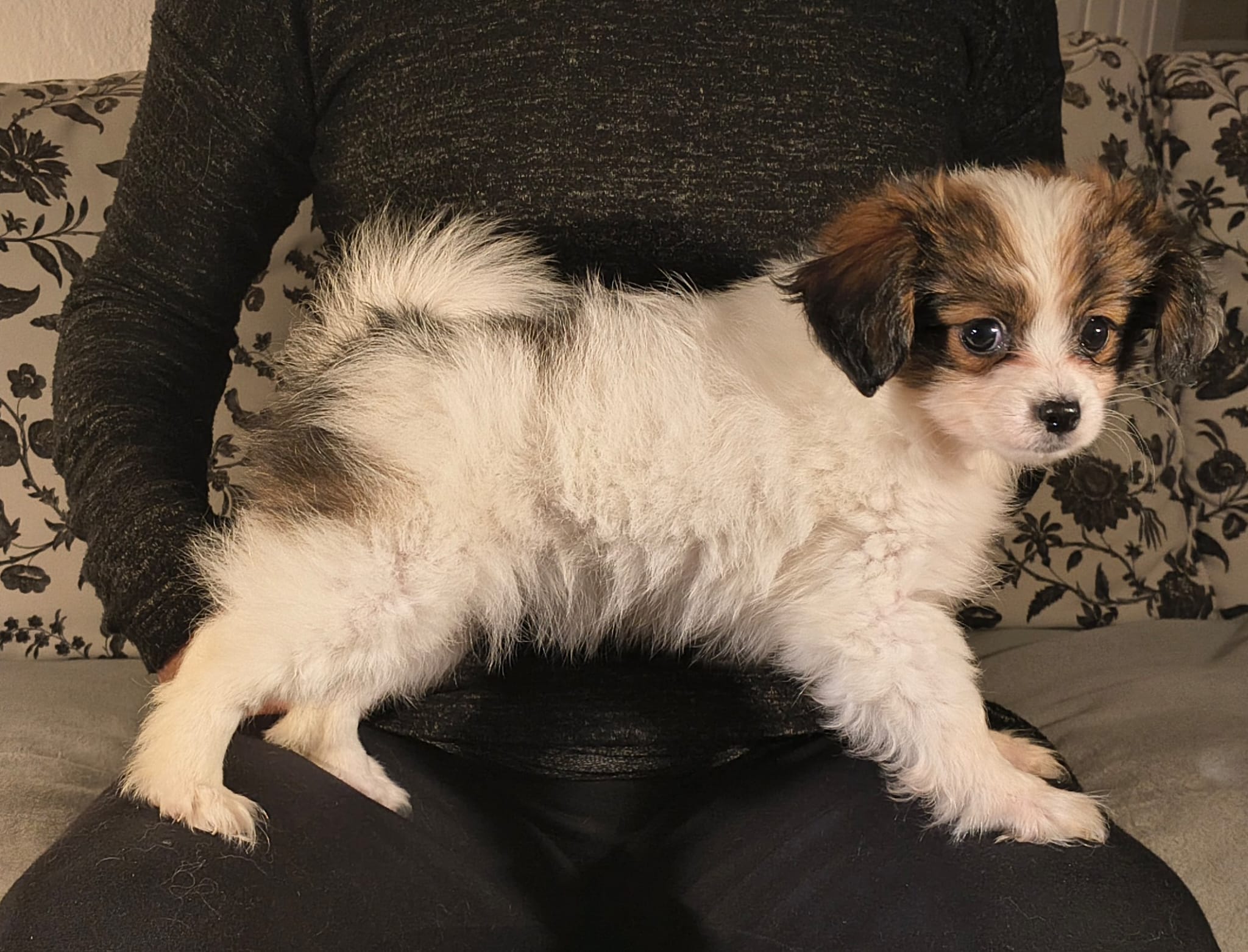 FAVORIA-Abrazo-Alado-FCI-phalene-pl-9-weeks-12