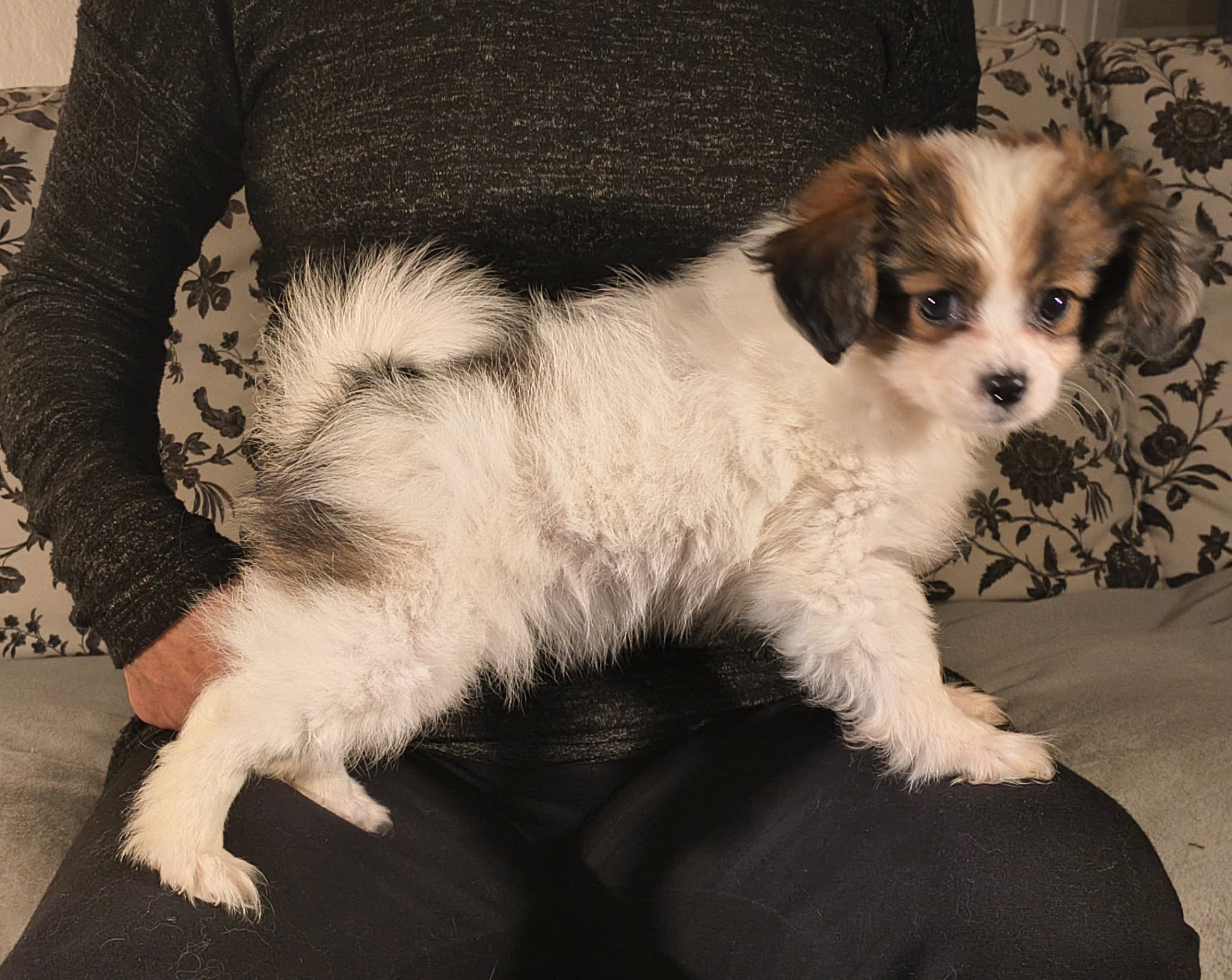 FAVORIA-Abrazo-Alado-FCI-phalene-pl-9-weeks-13