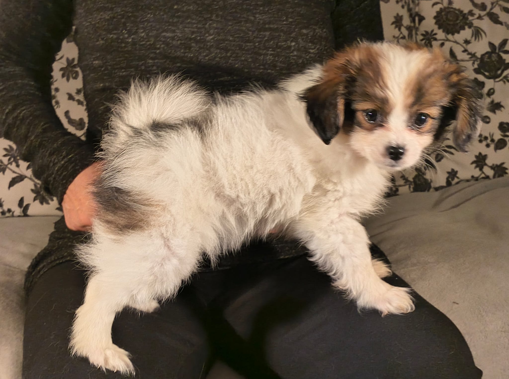 FAVORIA-Abrazo-Alado-FCI-phalene-pl-9-weeks-14