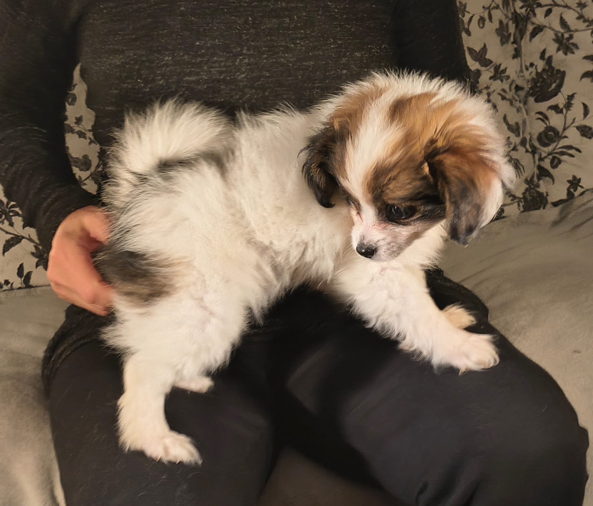 FAVORIA-Abrazo-Alado-FCI-phalene-pl-9-weeks-15