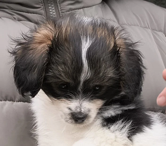 FELISSA-Abrazo-Alado-FCI-phalene-pl-7-weeks-01