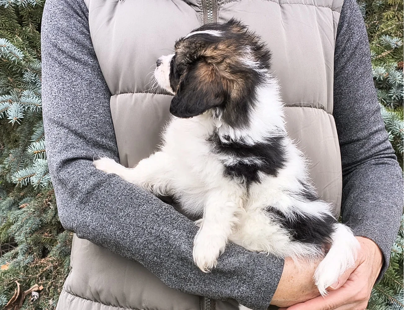 FELISSA-Abrazo-Alado-FCI-phalene-pl-7-weeks-02