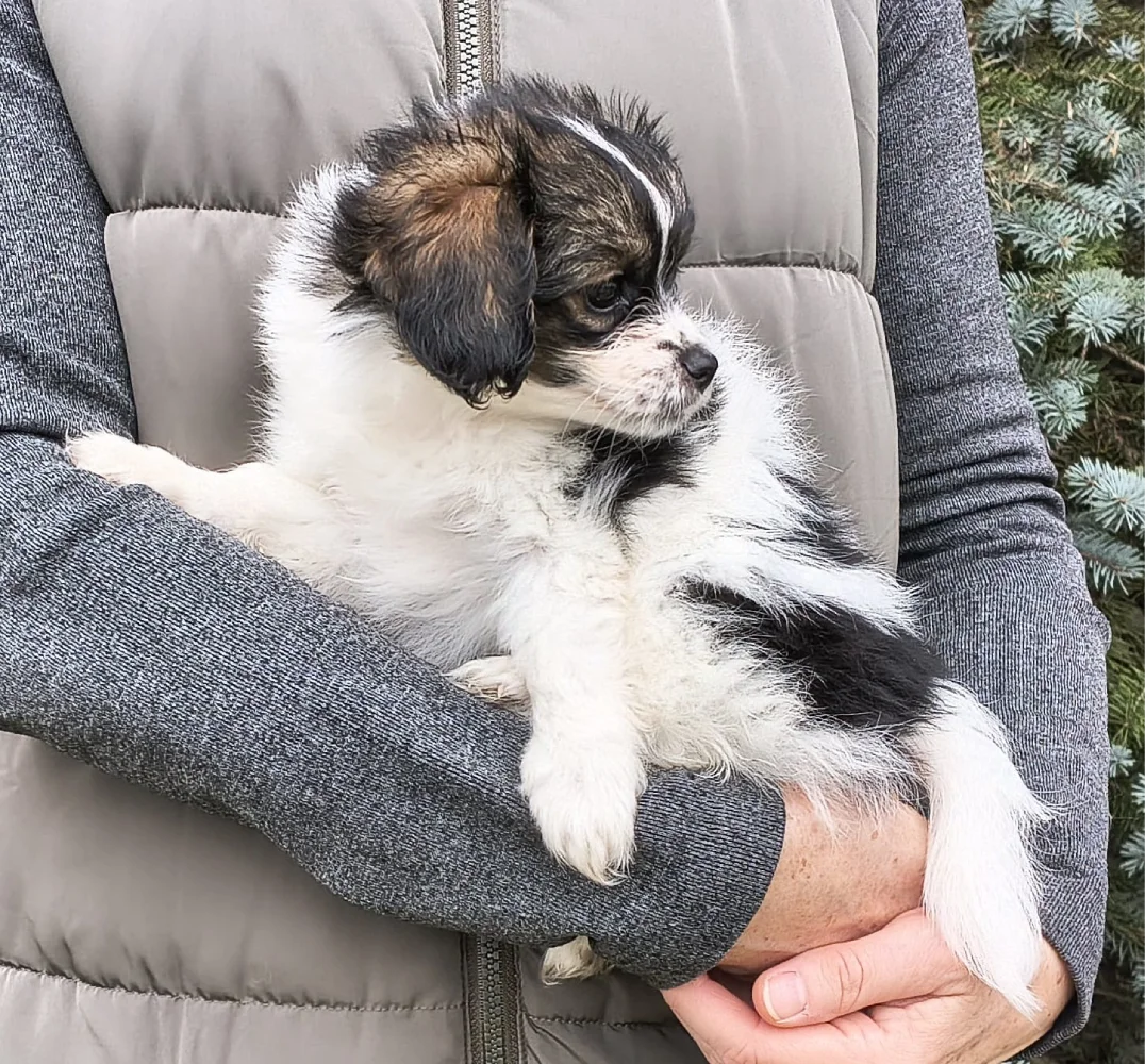 FELISSA-Abrazo-Alado-FCI-phalene-pl-7-weeks-03