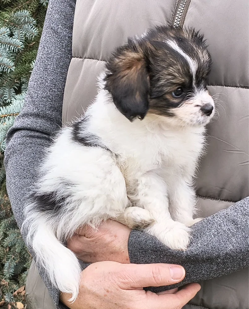 FELISSA-Abrazo-Alado-FCI-phalene-pl-7-weeks-04