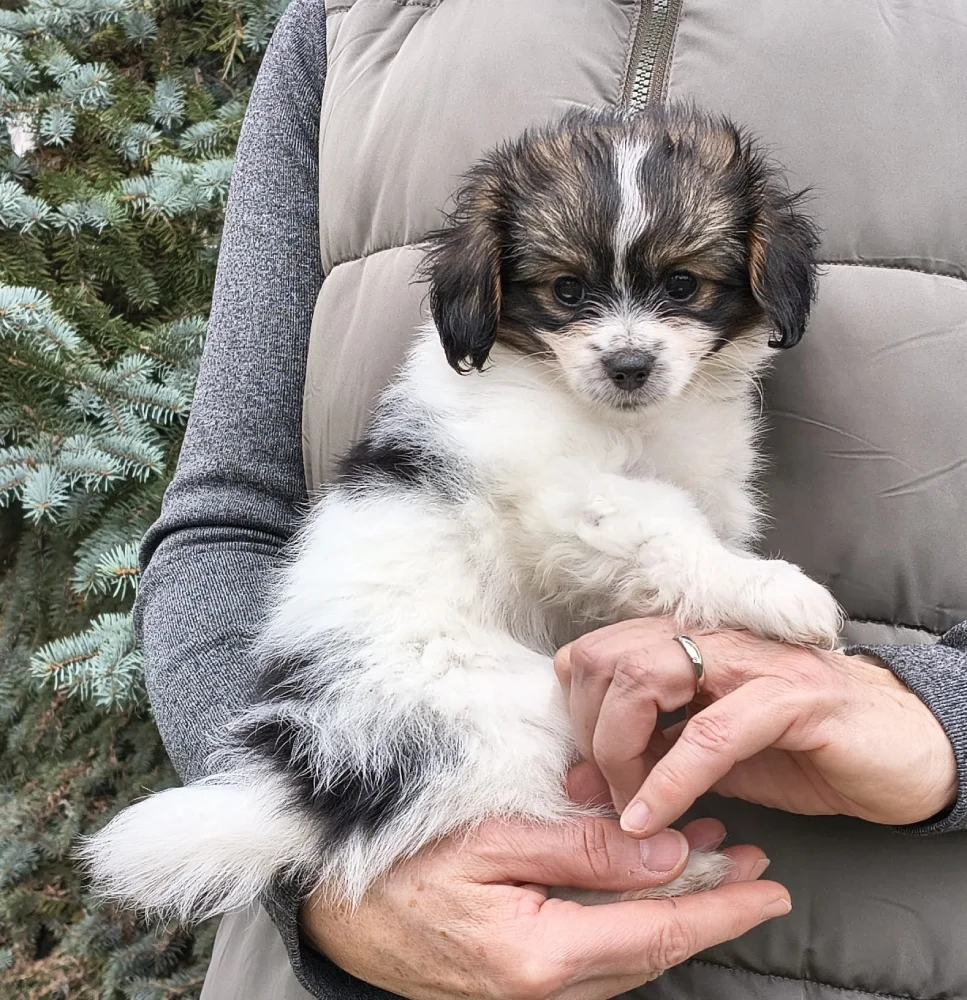 FELISSA-Abrazo-Alado-FCI-phalene-pl-7-weeks-05