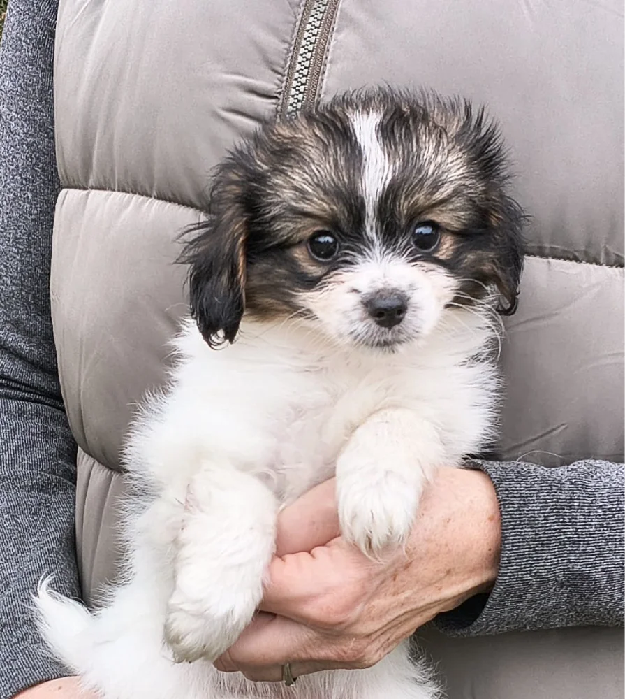 FELISSA-Abrazo-Alado-FCI-phalene-pl-7-weeks-06