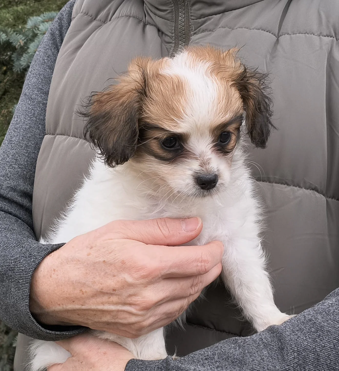 FORTUNA-Abrazo-Alado-FCI-phalene-pl-7-weeks-01