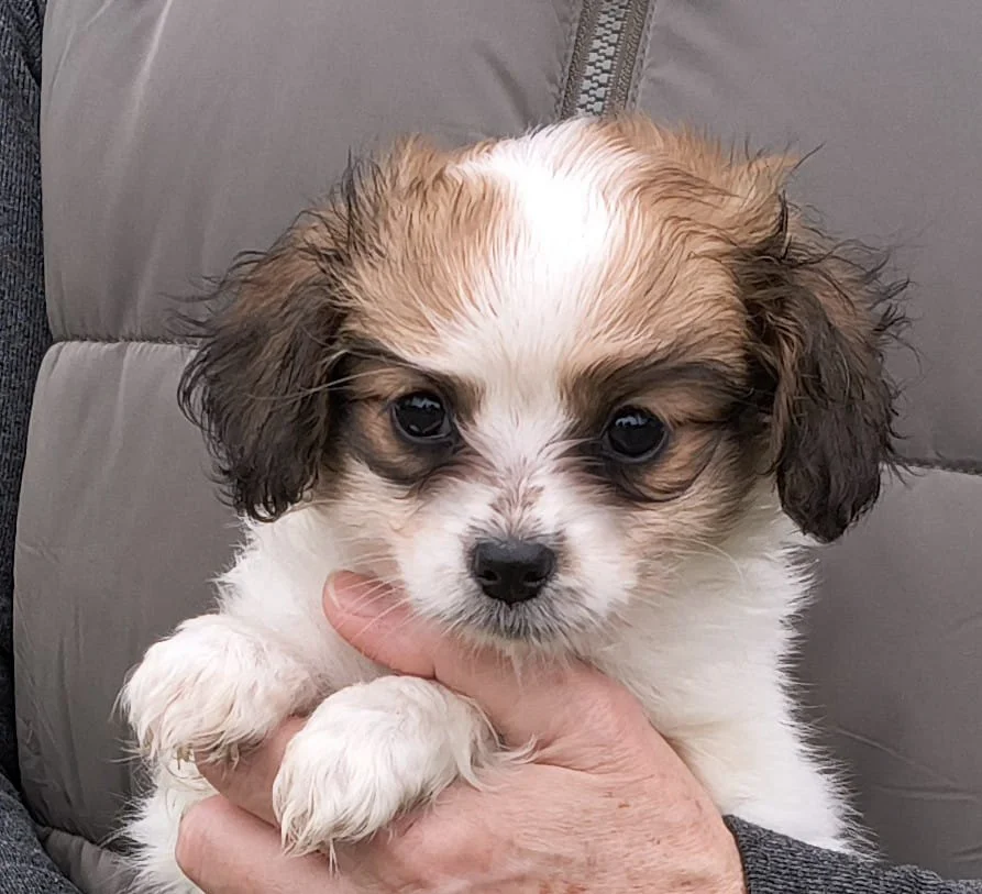 FORTUNA-Abrazo-Alado-FCI-phalene-pl-7-weeks-03