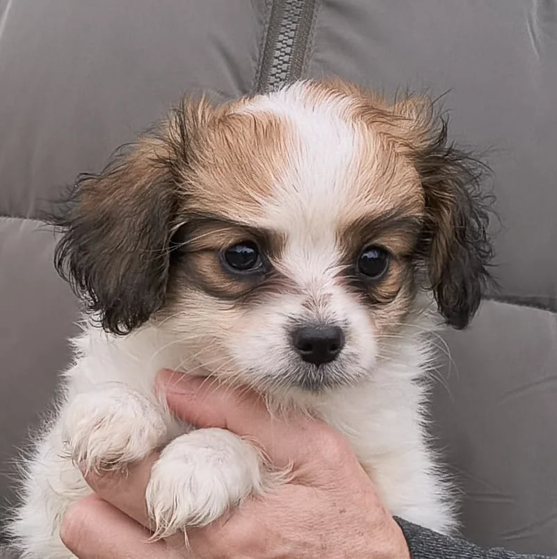 FORTUNA-Abrazo-Alado-FCI-phalene-pl-7-weeks-04