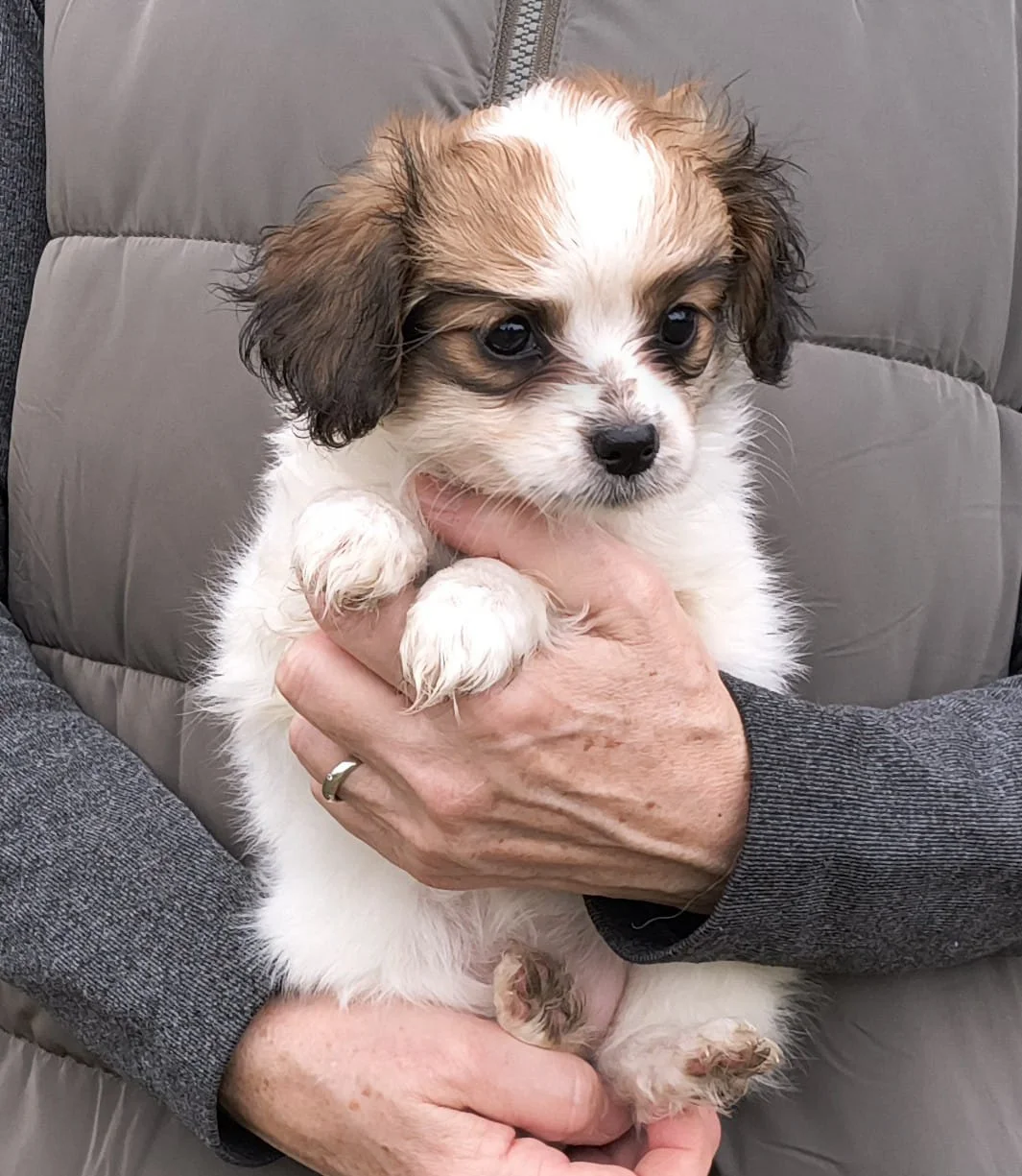 FORTUNA-Abrazo-Alado-FCI-phalene-pl-7-weeks-05