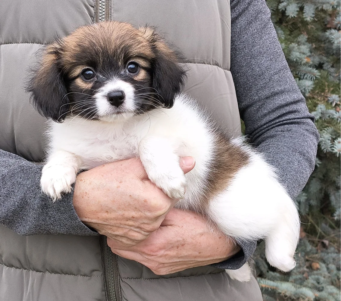 FRESEDO-Abrazo-Alado-FCI-phalene-pl-7-weeks-01