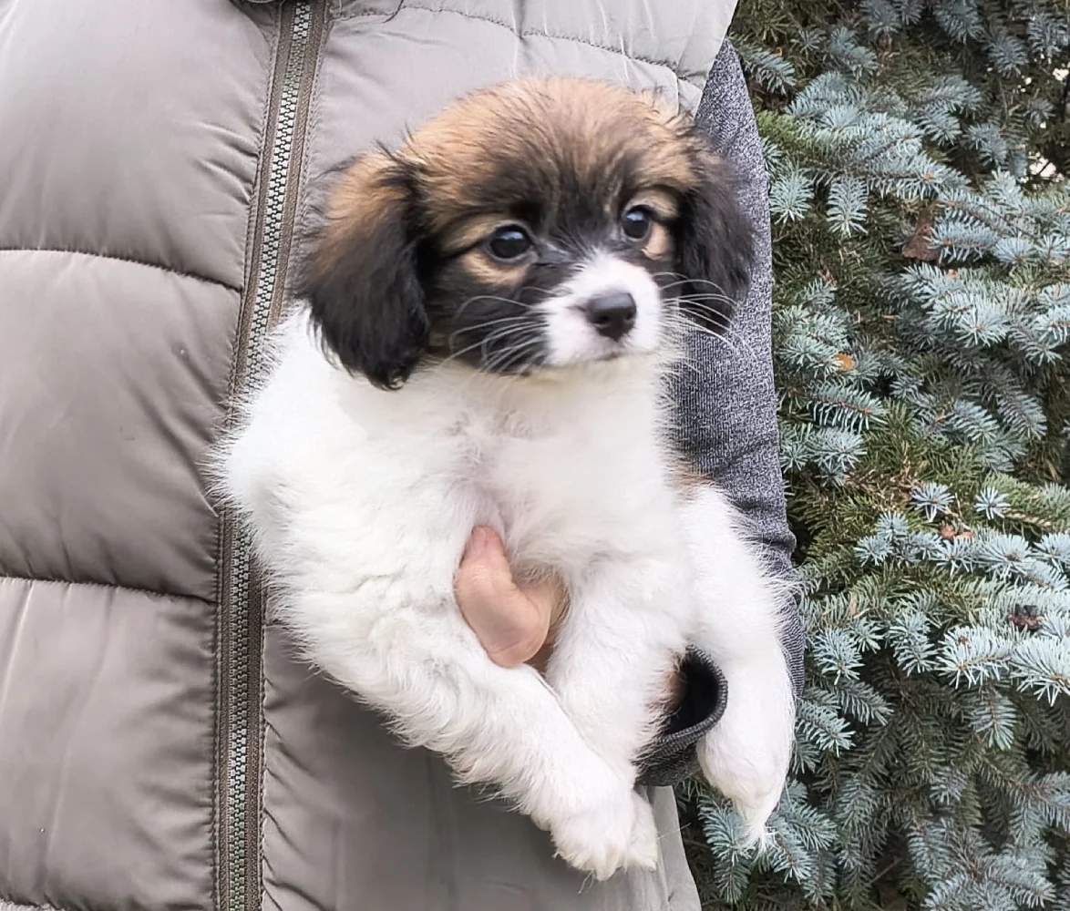 FRESEDO-Abrazo-Alado-FCI-phalene-pl-7-weeks-02