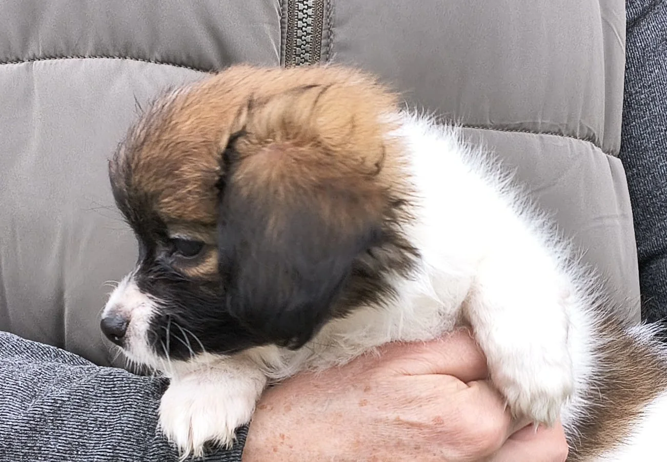 FRESEDO-Abrazo-Alado-FCI-phalene-pl-7-weeks-03