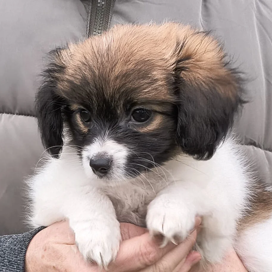 FRESEDO-Abrazo-Alado-FCI-phalene-pl-7-weeks-04