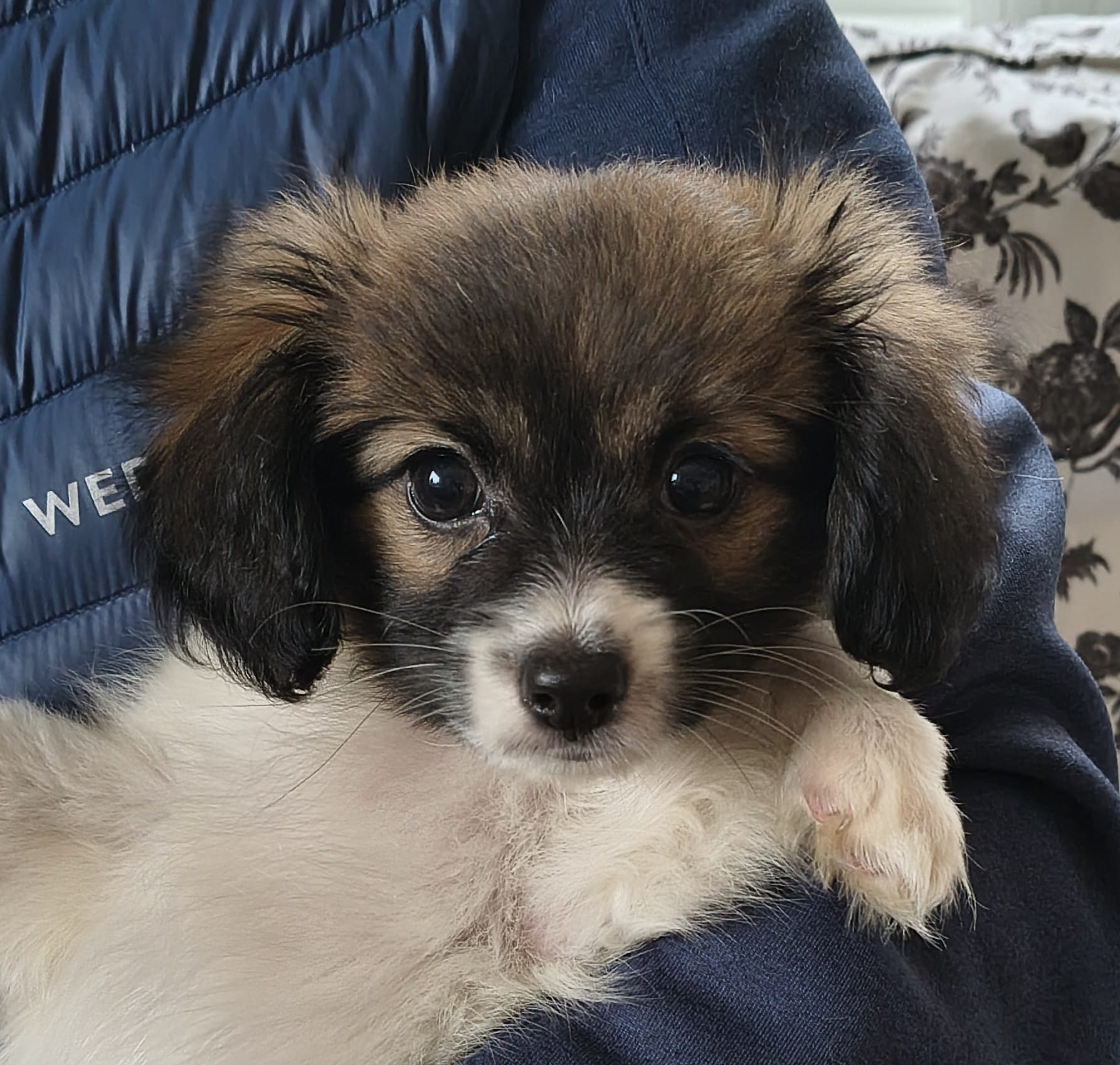 FRESEDO-Abrazo-Alado-FCI-phalene-pl-9-weeks-01