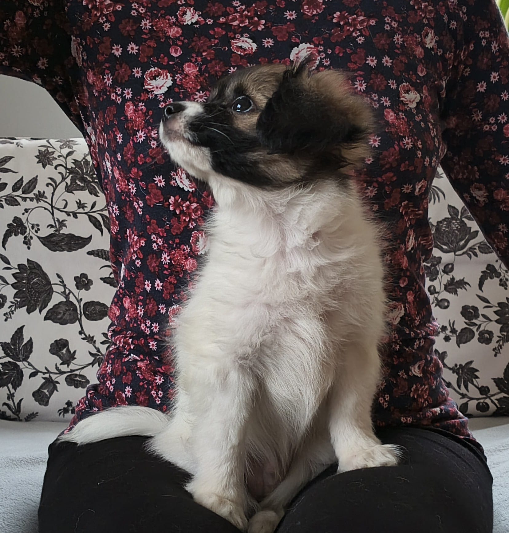 FRESEDO-Abrazo-Alado-FCI-phalene-pl-9-weeks-02