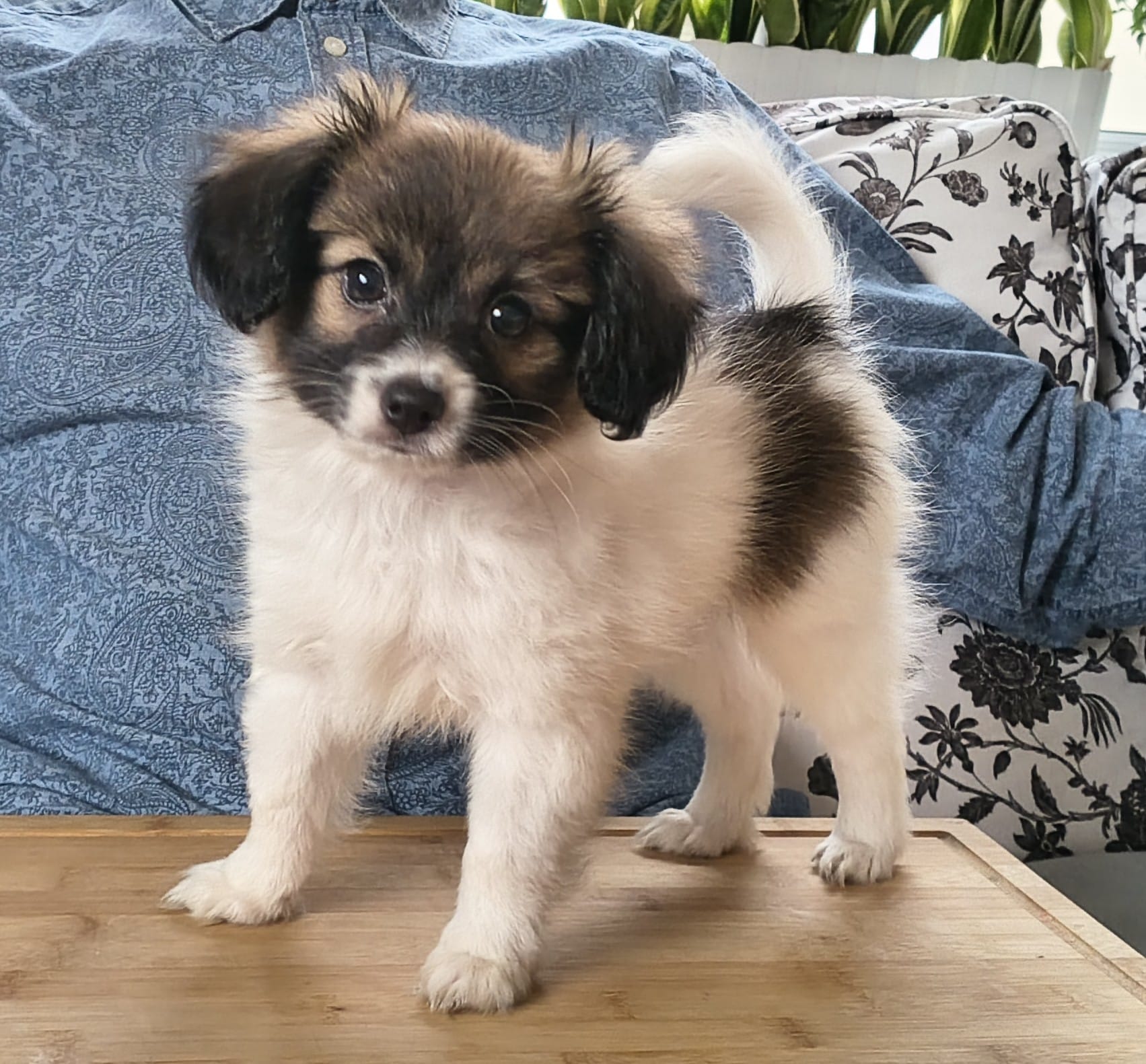 FRESEDO-Abrazo-Alado-FCI-phalene-pl-9-weeks-03