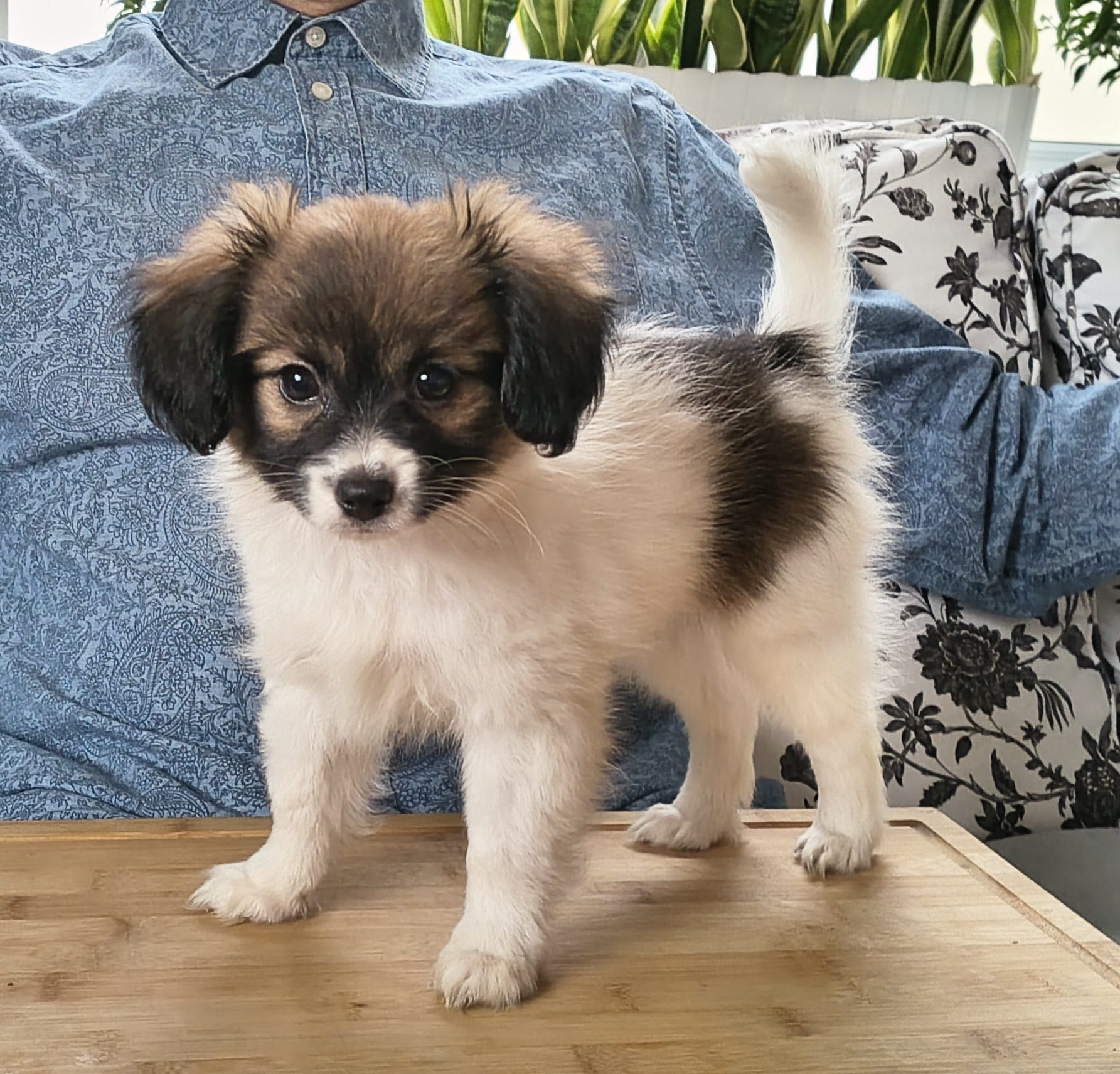 FRESEDO-Abrazo-Alado-FCI-phalene-pl-9-weeks-04