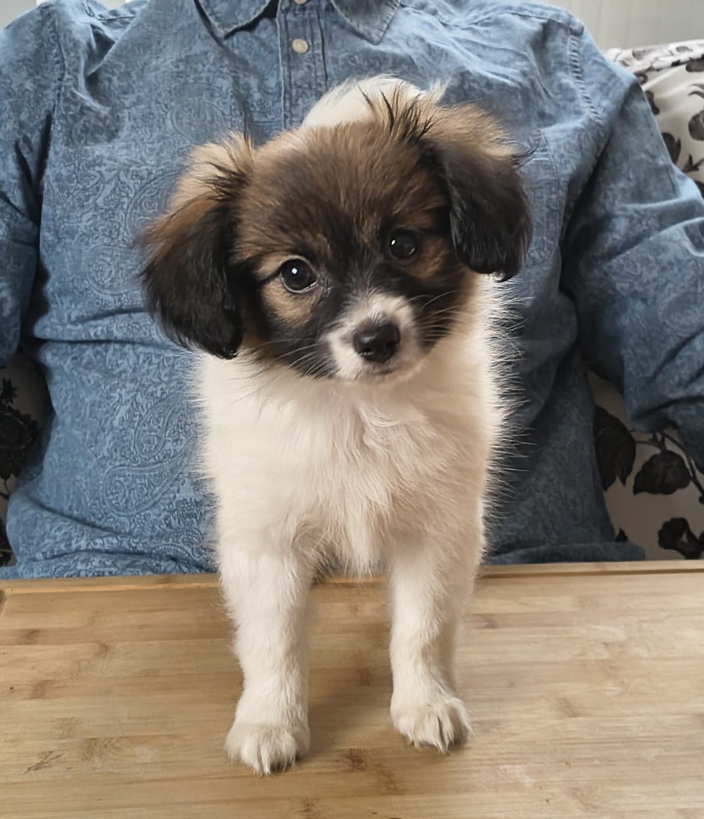 FRESEDO-Abrazo-Alado-FCI-phalene-pl-9-weeks-05