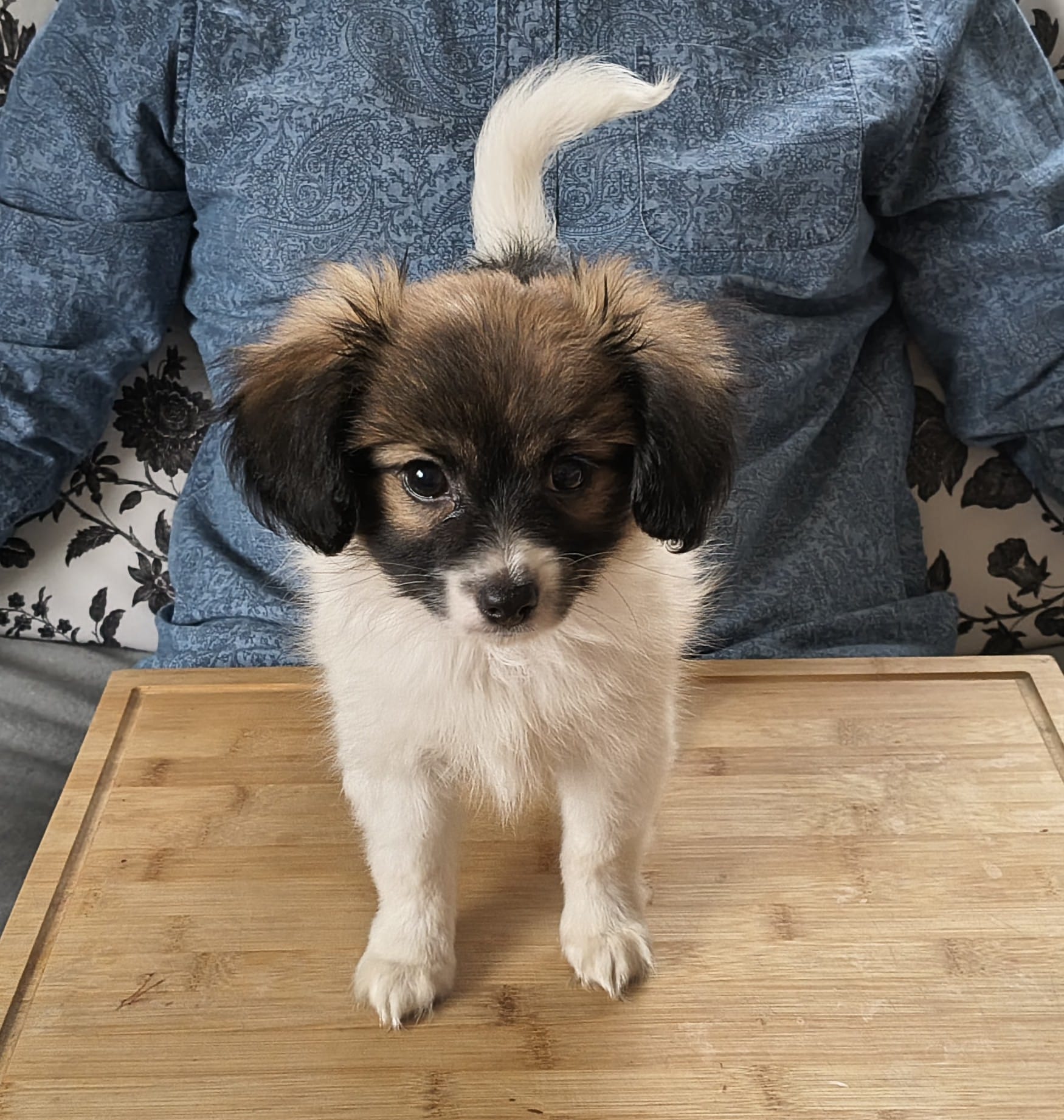 FRESEDO-Abrazo-Alado-FCI-phalene-pl-9-weeks-06