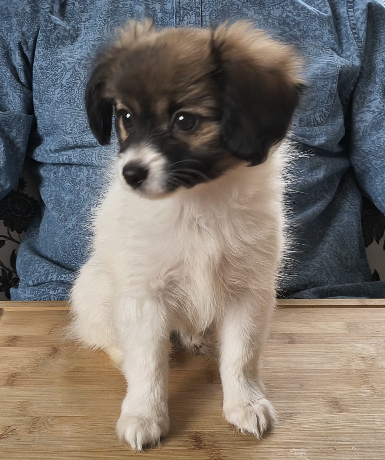 FRESEDO-Abrazo-Alado-FCI-phalene-pl-9-weeks-07