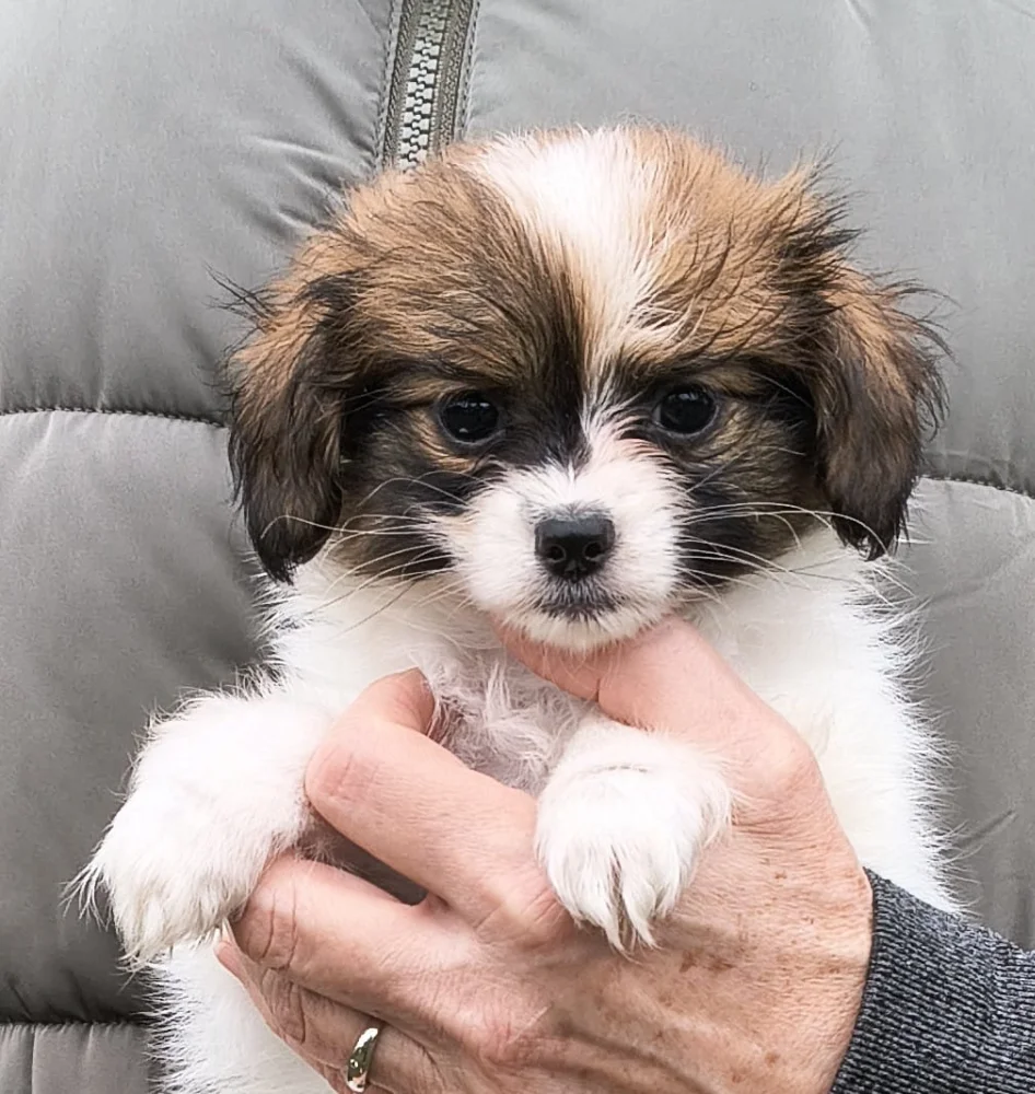 FRIVOLO-Abrazo-Alado-FCI-phalene-pl-7-weeks-01