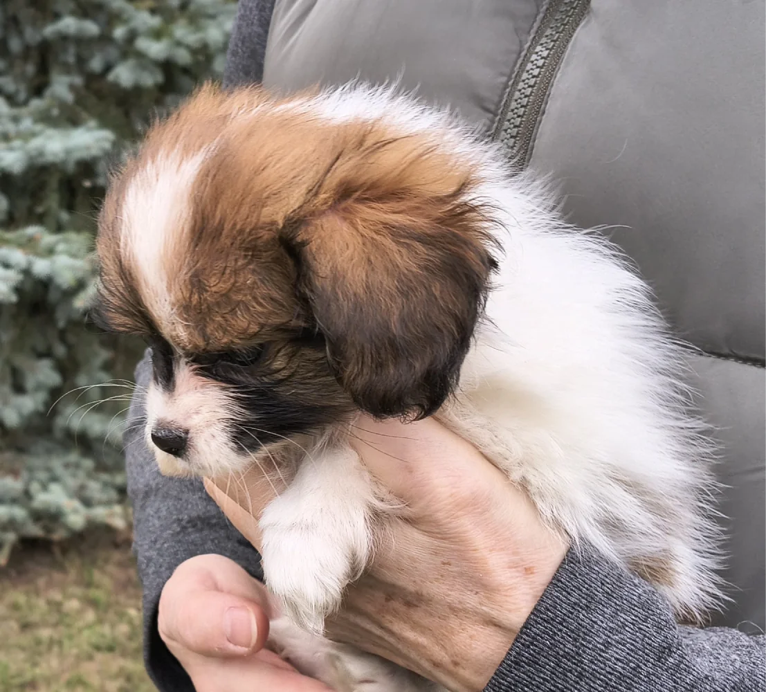 FRIVOLO-Abrazo-Alado-FCI-phalene-pl-7-weeks-02