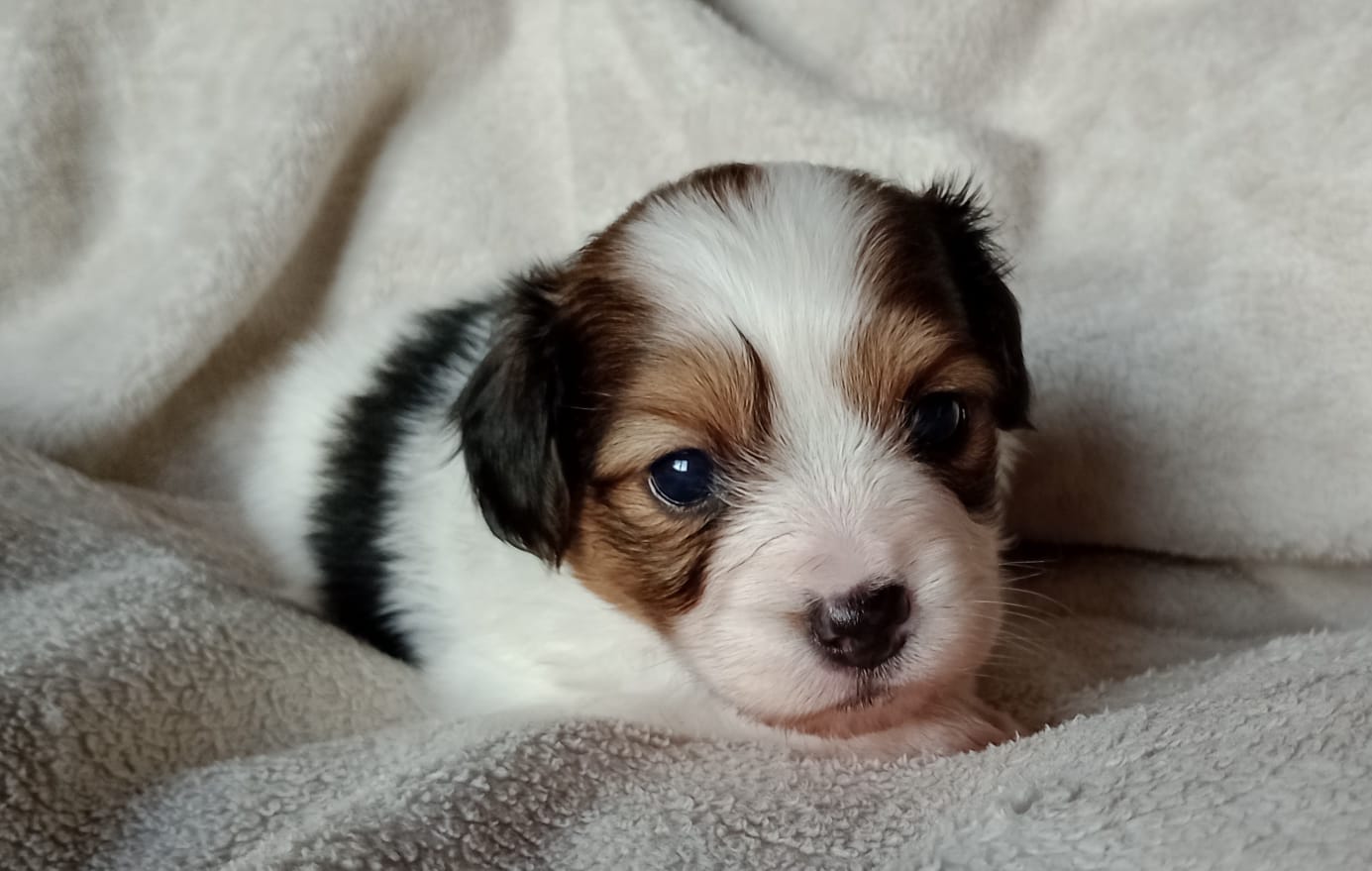 GERONIMO-Abrazo-Alado-miot-g-8-weeks-1