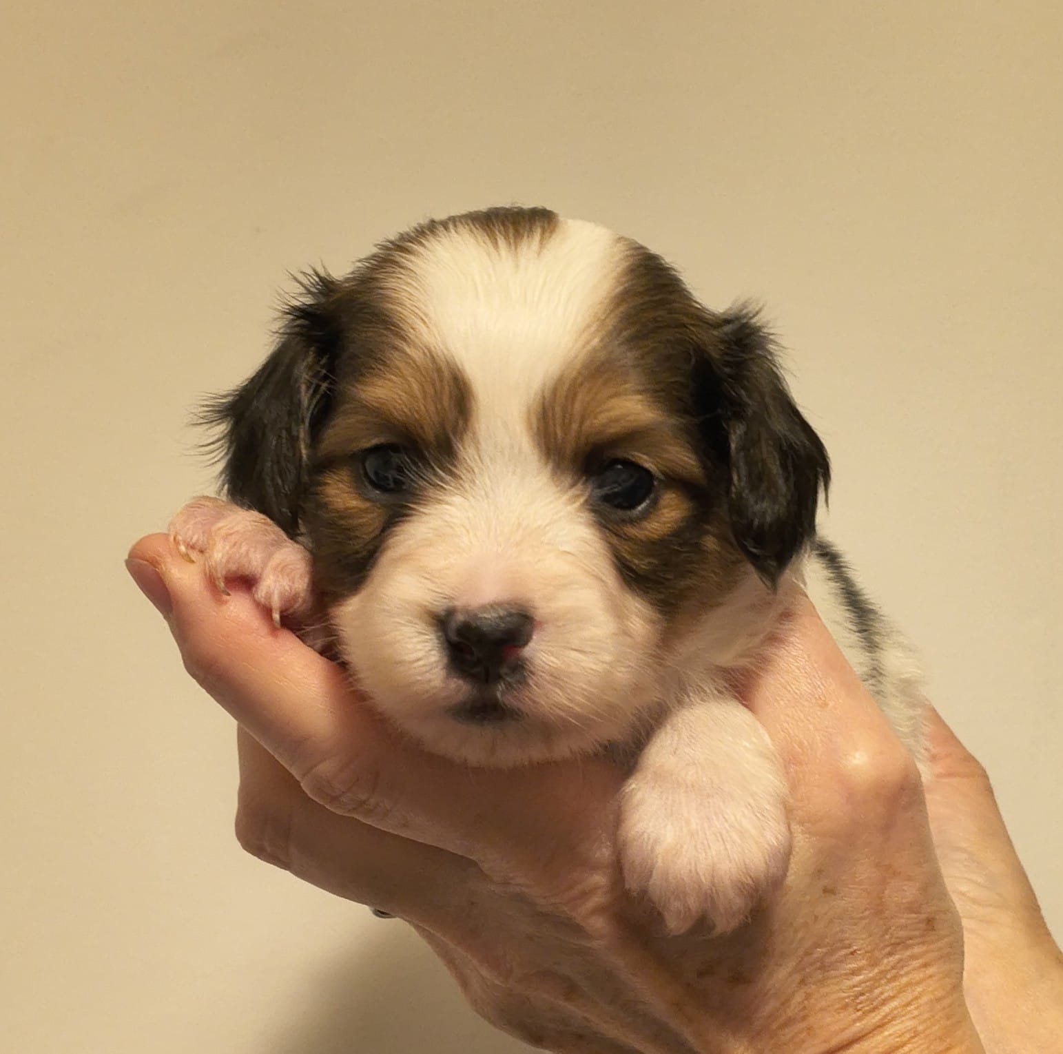 GERONIMO-Abrazo-Alado-miot-g-8-weeks