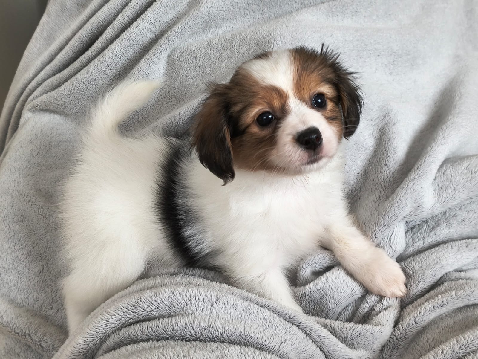 GERONIMO-Abrazo-Alado-phalene-litter-G-01