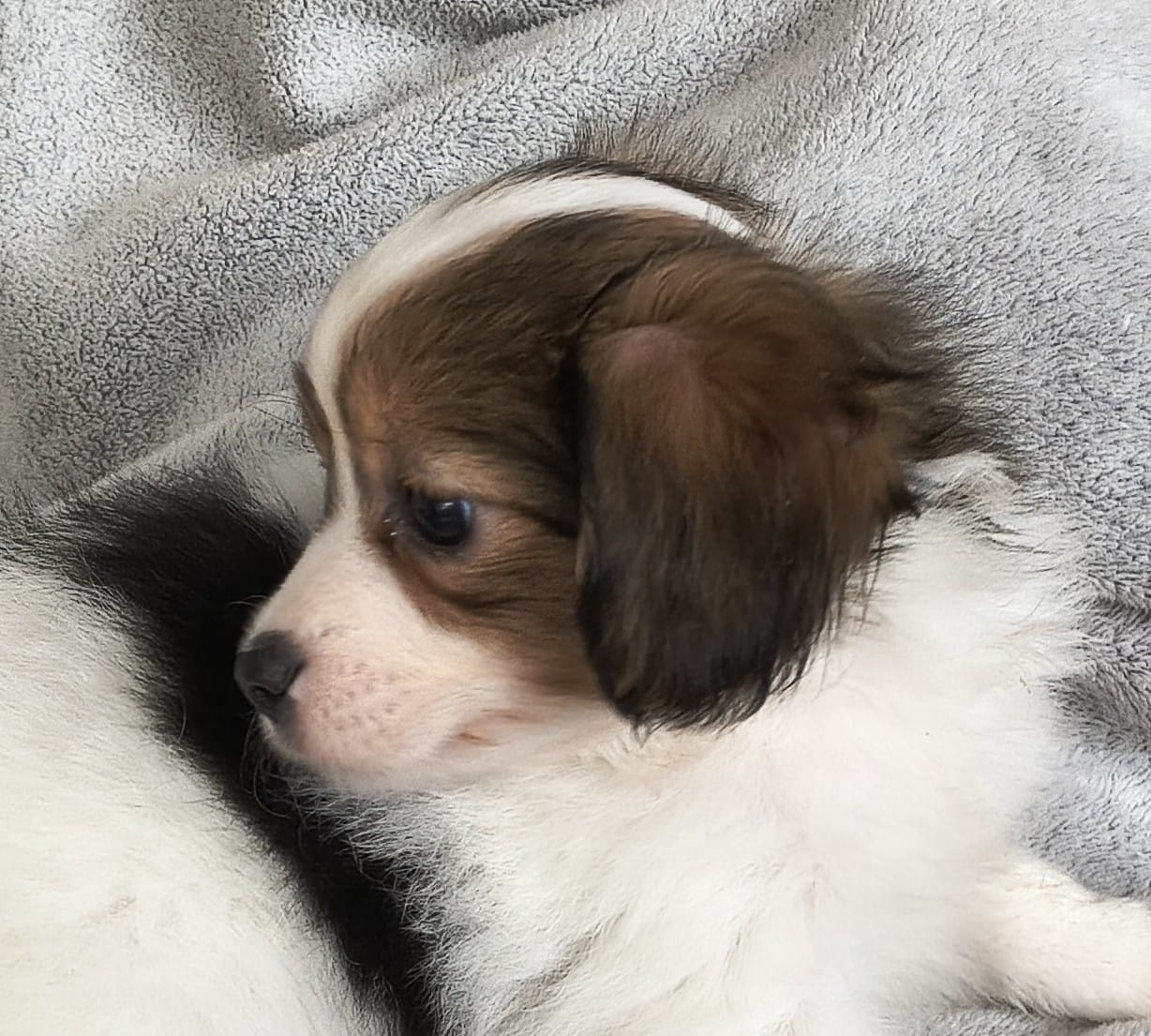 GERONIMO-Abrazo-Alado-phalene-litter-G-02