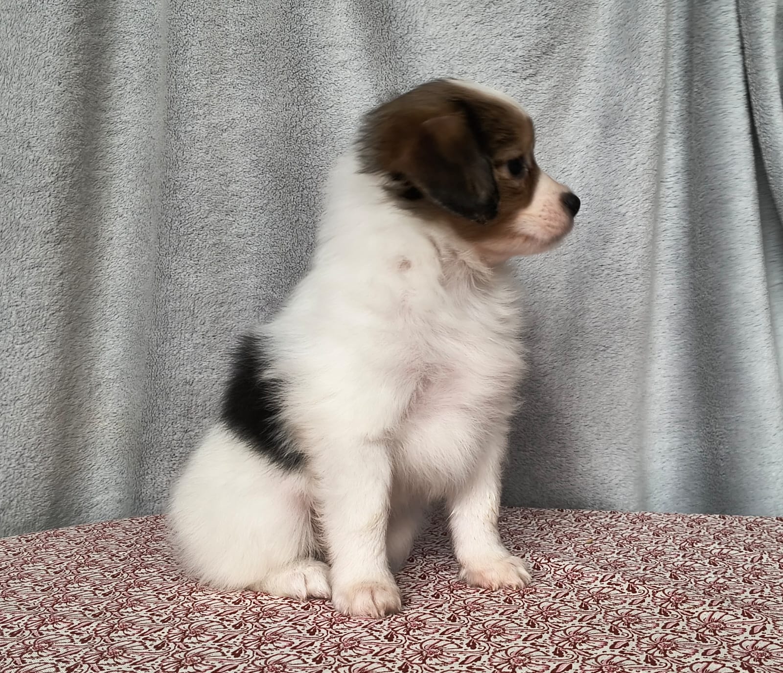 GERONIMO-Abrazo-Alado-phalene-litter-G-03