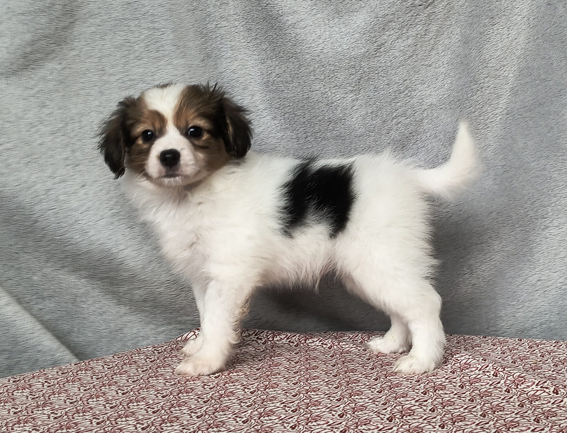 GERONIMO-Abrazo-Alado-phalene-litter-G-05