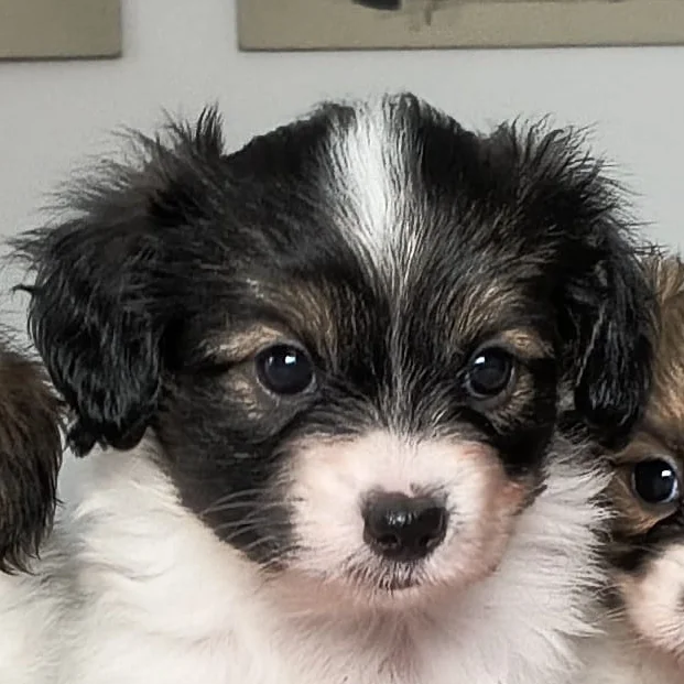 GONZALO-Abrazo-Alado-litter-G