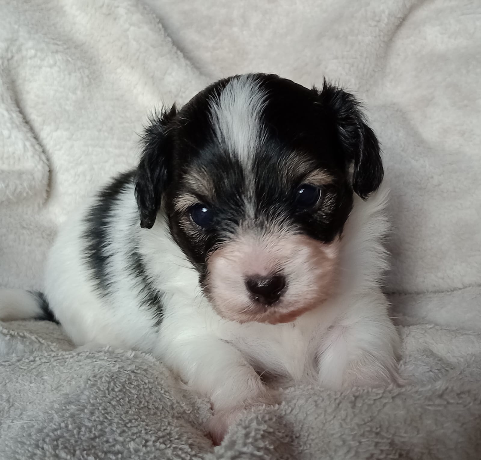 GONZALO-Abrazo-Alado-miot-g-8-weeks-1