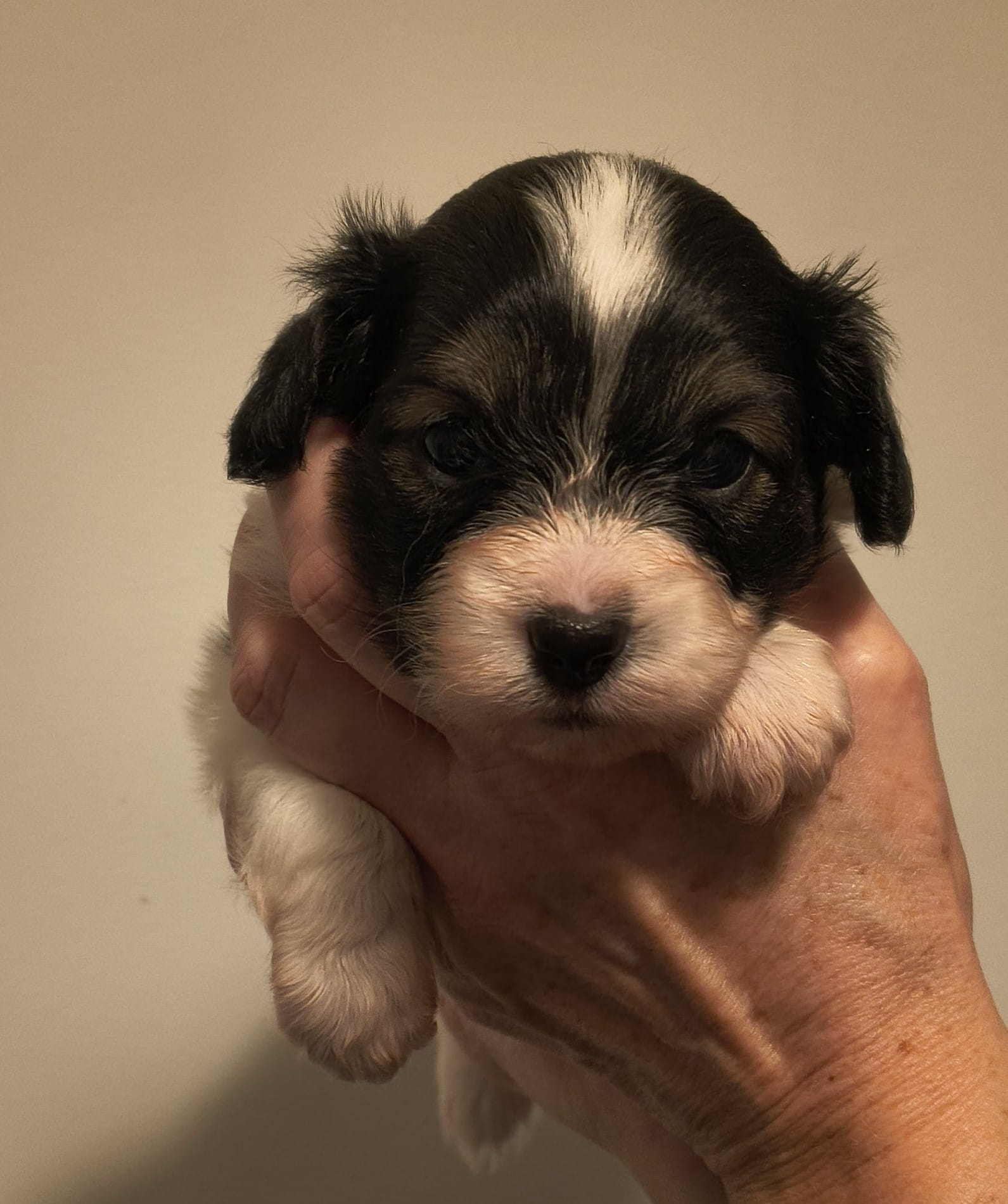 GONZALO-Abrazo-Alado-miot-g-8-weeks