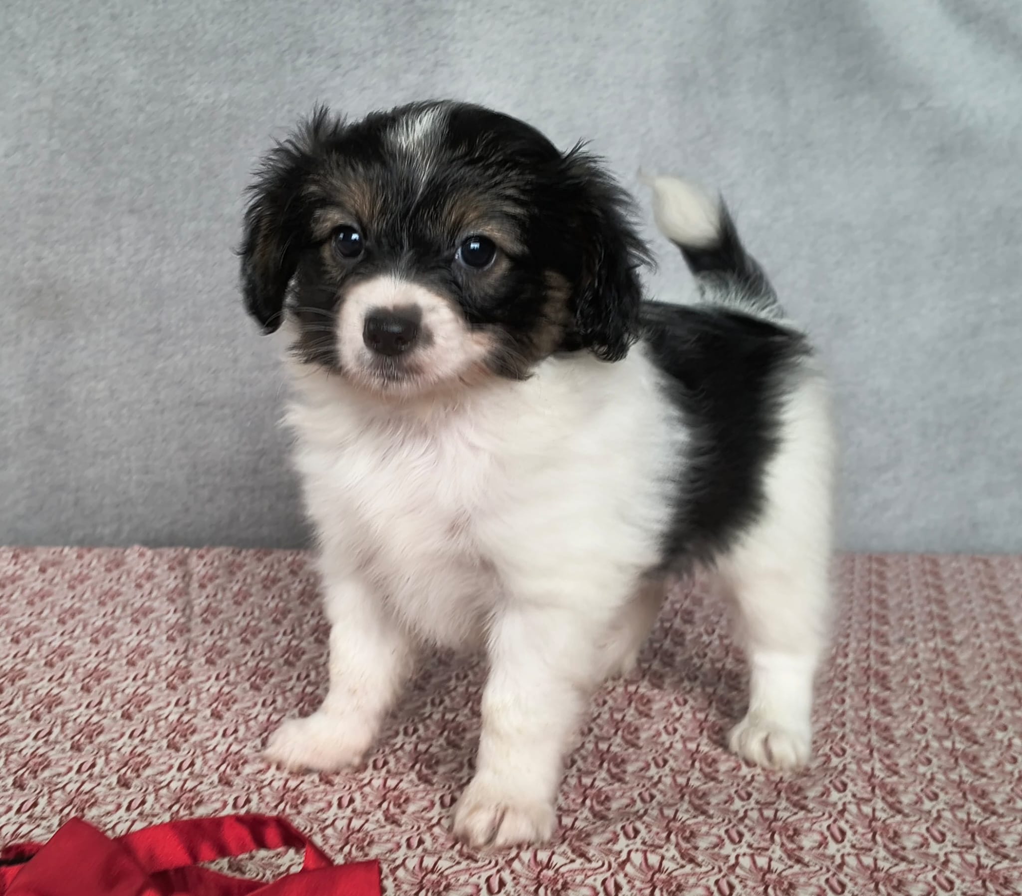 GONZALO-Abrazo-Alado-phalene-litter-G-01