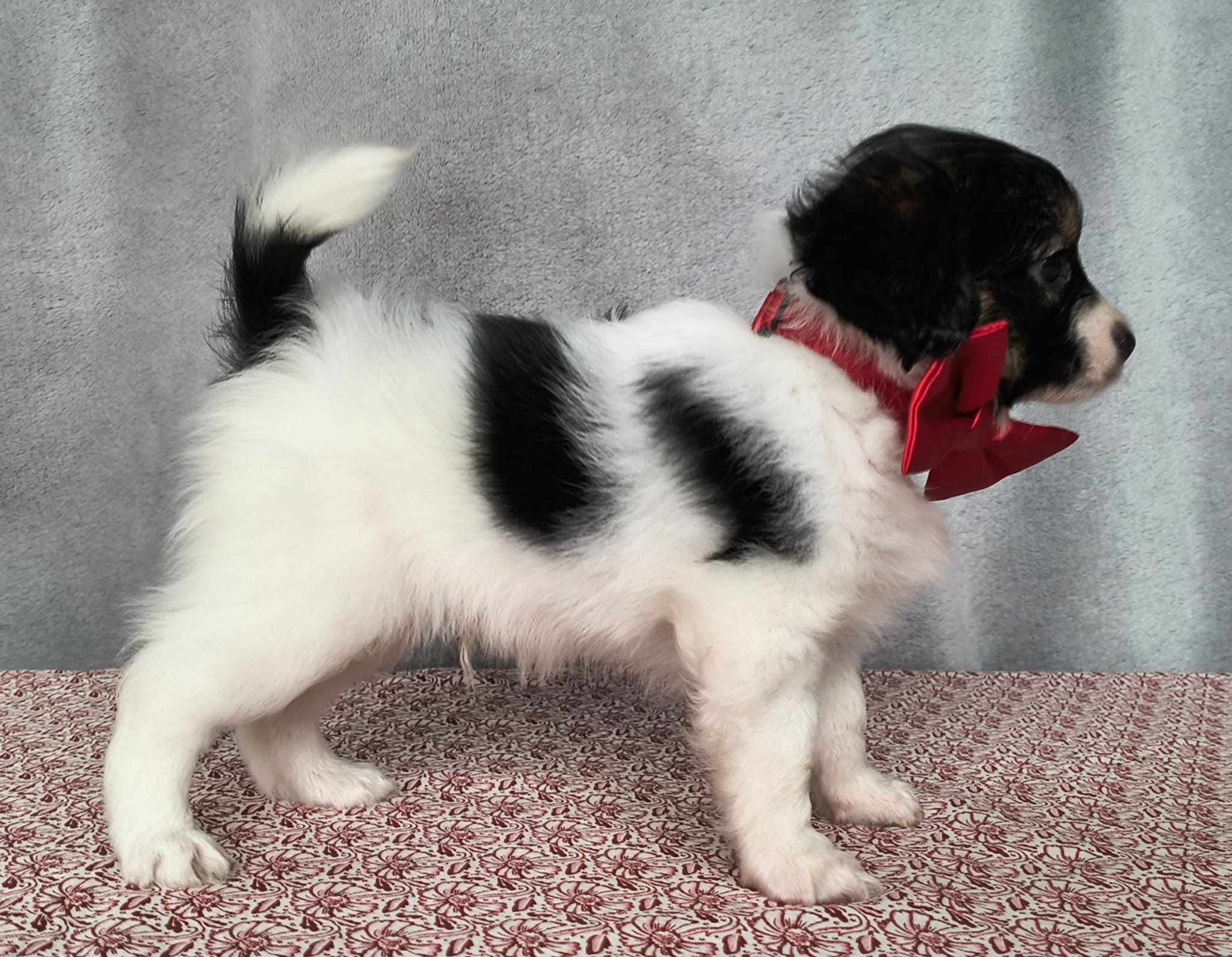 GONZALO-Abrazo-Alado-phalene-litter-G-03