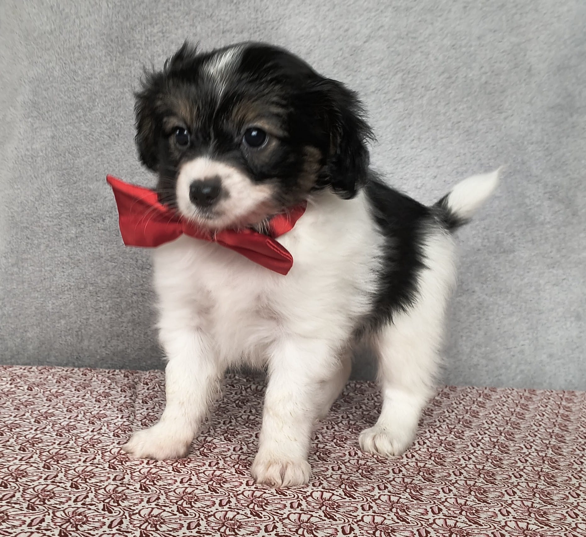 GONZALO-Abrazo-Alado-phalene-litter-G-04