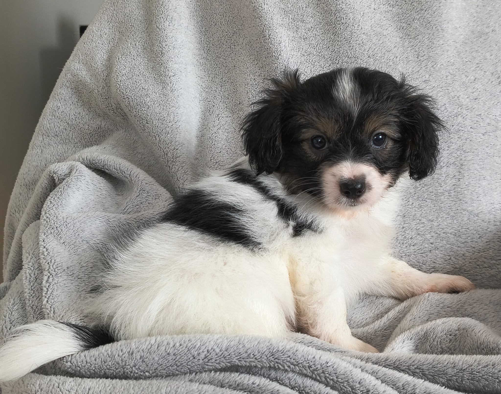 GONZALO-Abrazo-Alado-phalene-litter-G-05