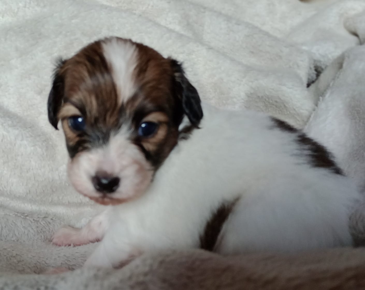 GUSTO-Abrazo-Alado-miot-g-8-weeks-1