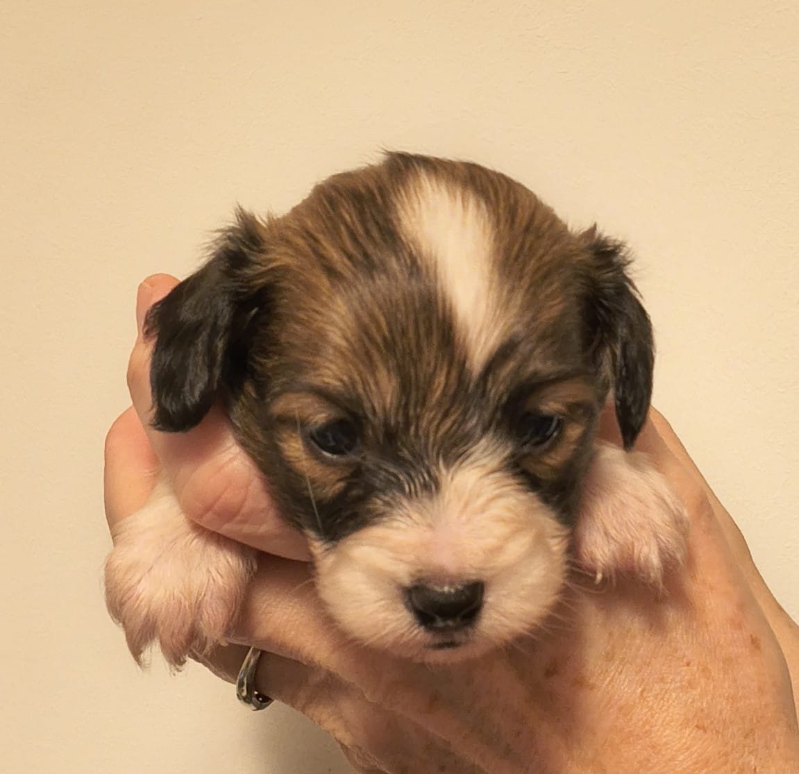 GUSTO-Abrazo-Alado-miot-g-8-weeks-2