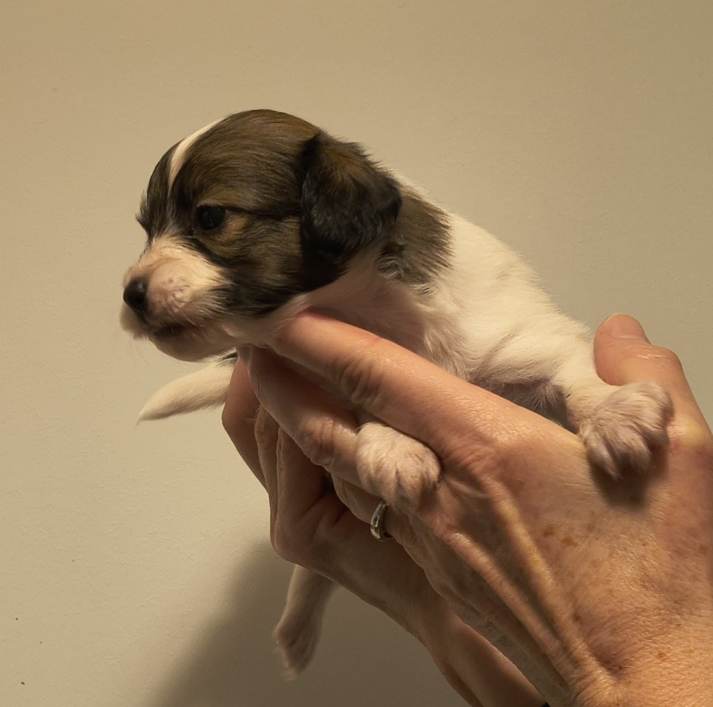 GUSTO-Abrazo-Alado-miot-g-8-weeks