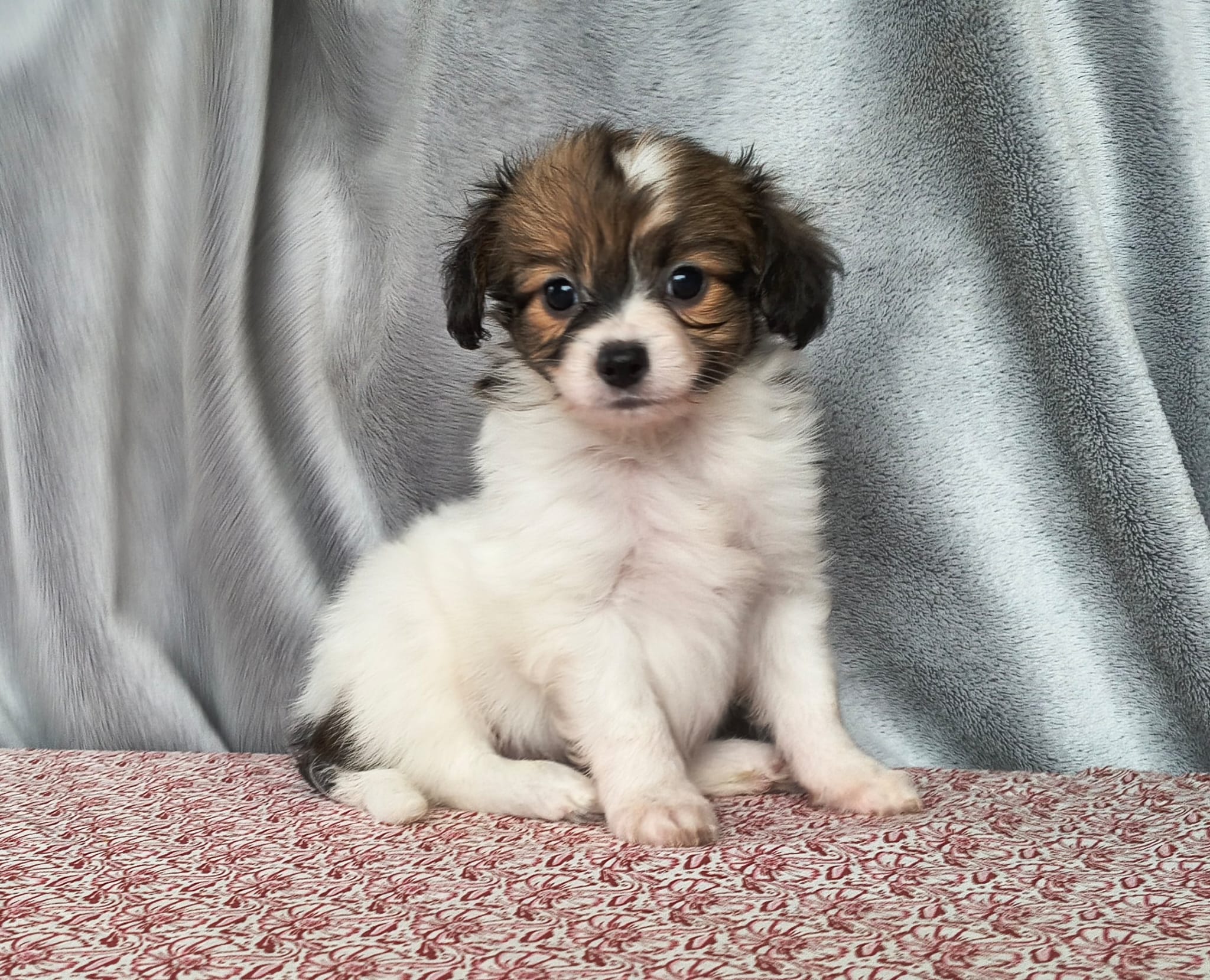 GUSTO-Abrazo-Alado-phalene-litter-G-01